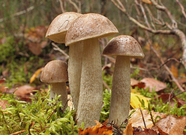 kozák Leccinum cyaneobasileucum  Lannoy & Estadès