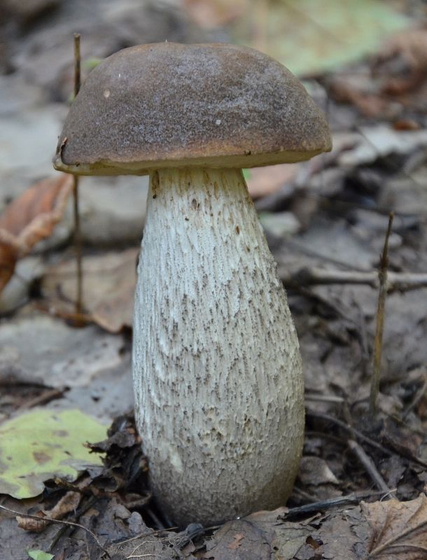 kozák topoľový Leccinum duriusculum (Schulzer ex Kalchbr.) Singer