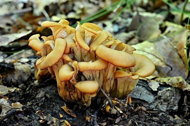 húževnatček ulitovitý Lentinellus cochleatus (Pers.) P. Karst.