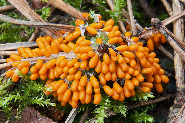 leskloplodka krehká Leocarpus fragilis (Dicks.) Rostaf.