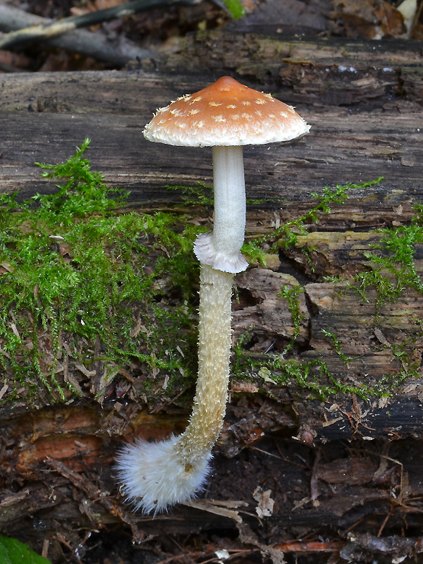 golierovka plavooranžová Leratiomyces squamosus (Pers.) Bridge & Spooner