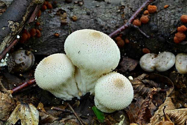 prášnica bradavičnatá Lycoperdon perlatum Pers.