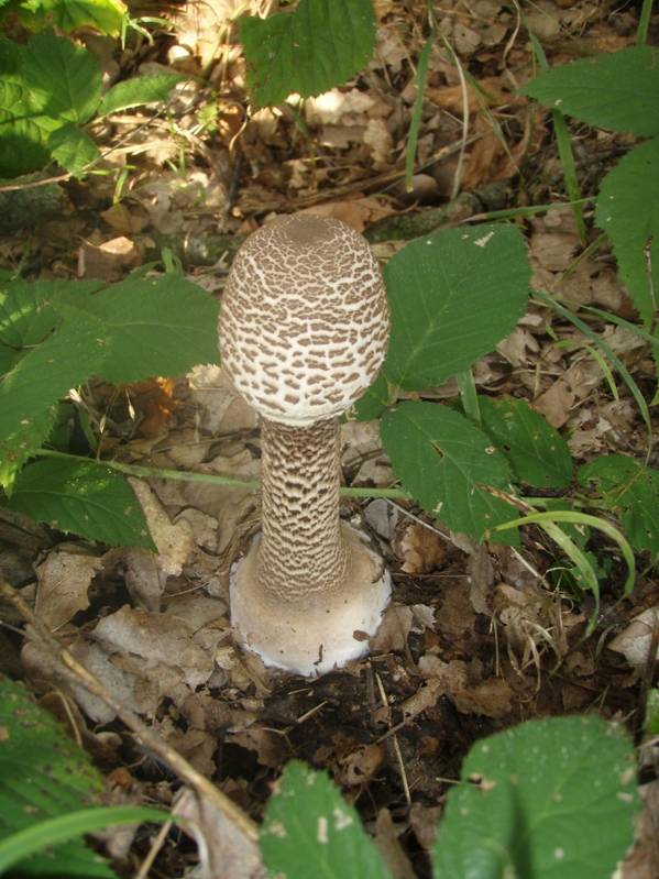 bedľa vysoká Macrolepiota procera (Scop.) Singer