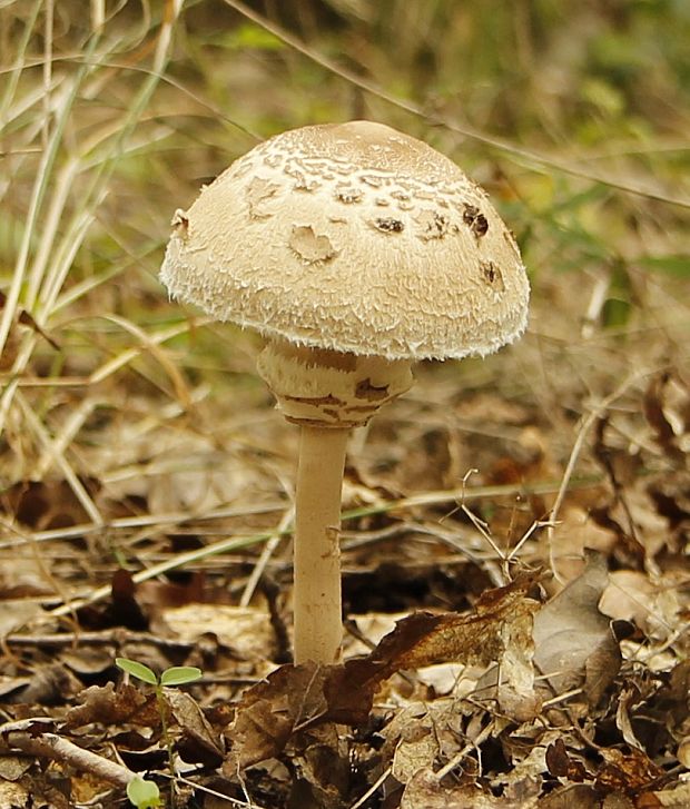 bedľa vysoká Macrolepiota procera (Scop.) Singer