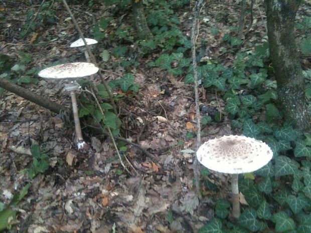 bedľa Macrolepiota sp.