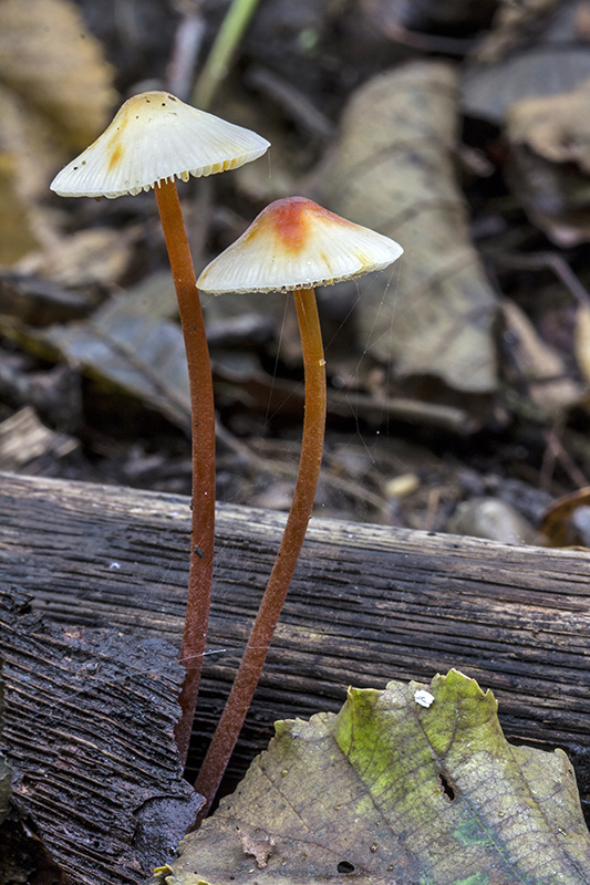 prilbička šafranová Mycena crocata (Schrad.) P. Kumm.