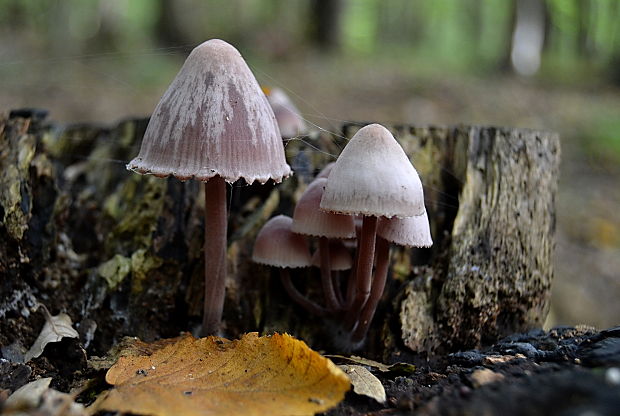 prilbička krvavomliečna Mycena haematopus (Pers.) P. Kumm.