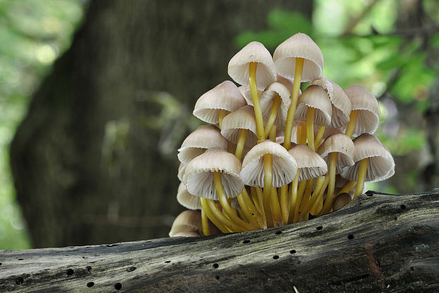 prilbička žltohlúbiková Mycena renati Quél.