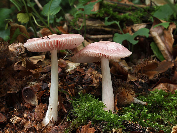 prilbička ružovkastá Mycena rosea Gramberg