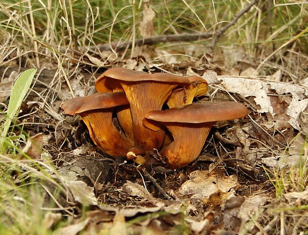 kališník hnedooranžový Omphalotus olearius (DC.) Singer