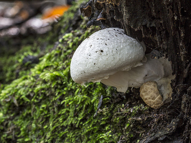 hliva dubová Pleurotus dryinus (Pers.) P. Kumm.