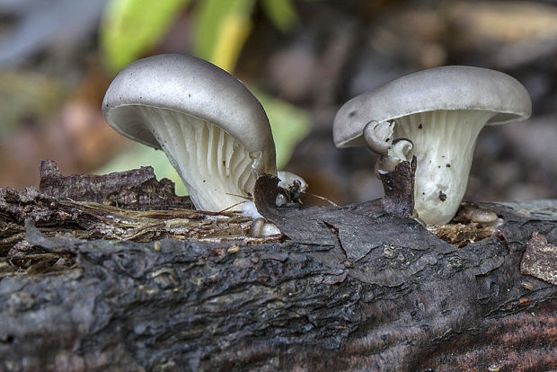 hliva buková Pleurotus pulmonarius (Fr.) Quél.