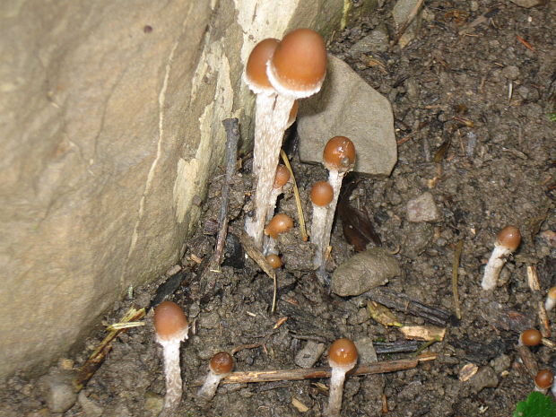 drobuľka  Psathyrella gracilis (Fr.) Quél.