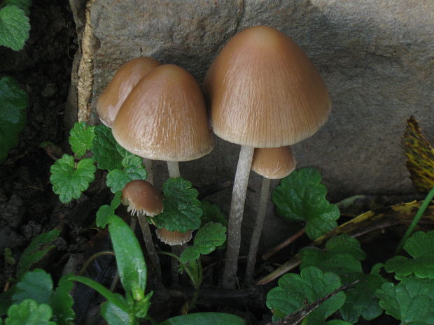 drobuľka koreňujúca Psathyrella longicauda P. Karst.