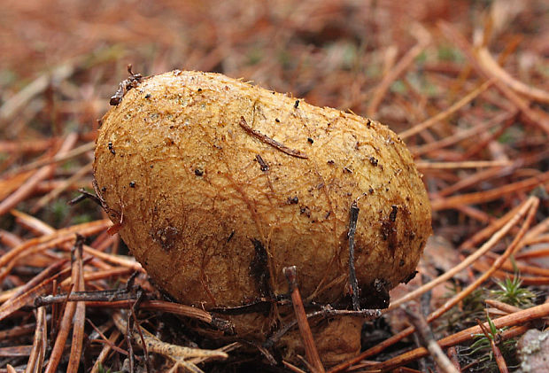 koreňovec žltkastý Rhizopogon luteolus  Fr. & Nordholm