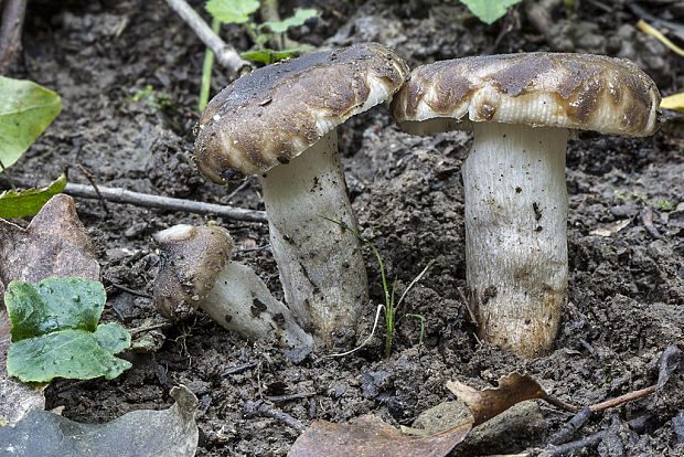 plávka Russula sp.