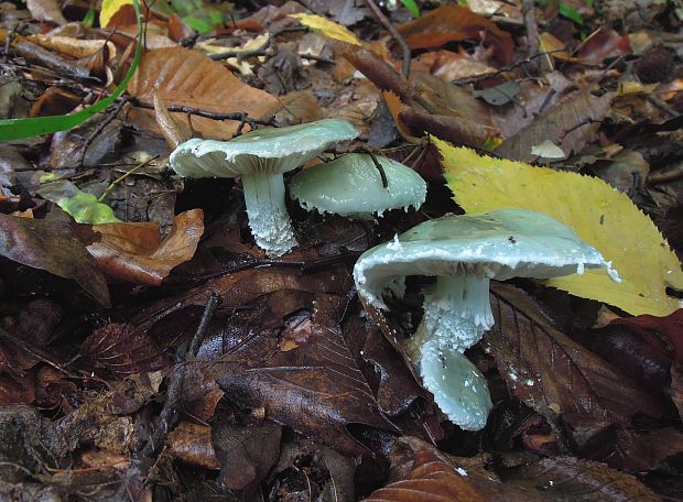 golierovka zelenkastá Stropharia aeruginosa (Curtis) Quél.