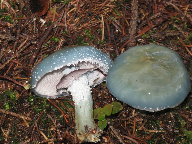 golierovka zelenomodrá Stropharia caerulea Kreisel