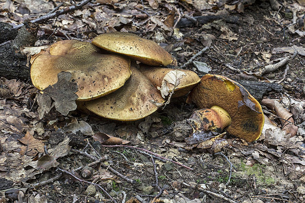 hríb zrnitohlúbikový Sutorius luridiformis (Rostk.) G. Wu & Zhu L. Yang