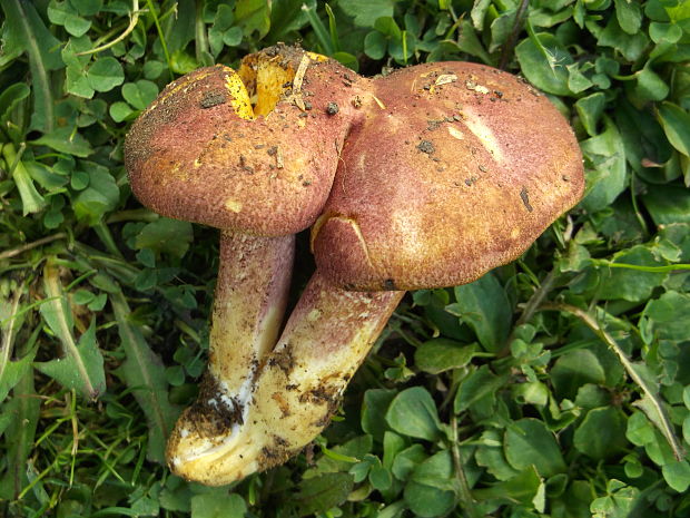 čírovec červenožltý Tricholomopsis rutilans (Schaeff.) Singer