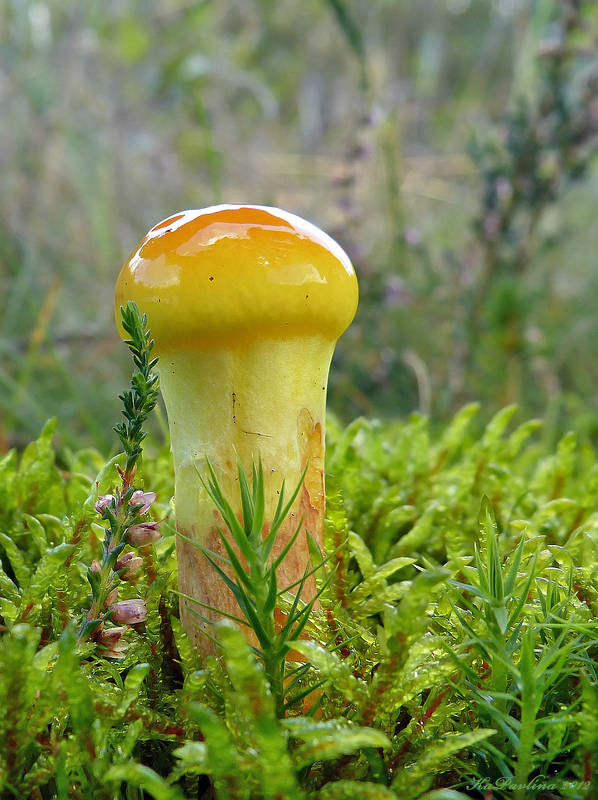 masliak smrekovcový/klouzek sličný  Suillus grevillei