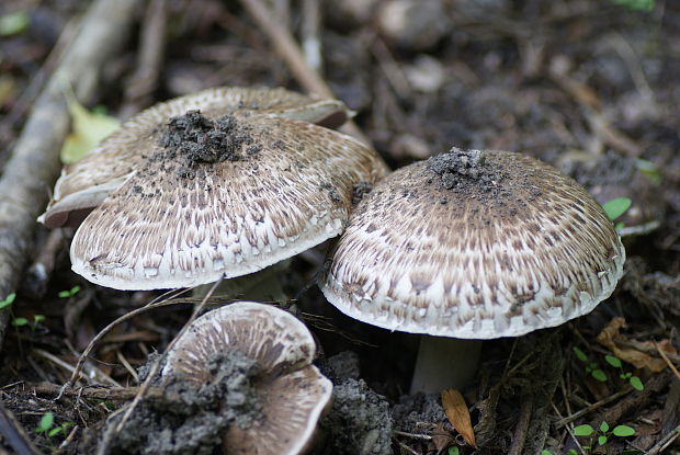 pečiarka hnedoškvrnitá Agaricus impudicus (Rea) Pilát