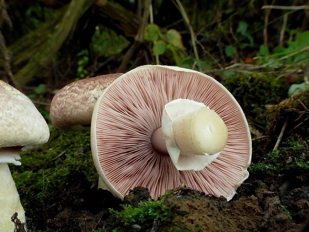 pečiarka fialovkastá Agaricus semotus Fr.