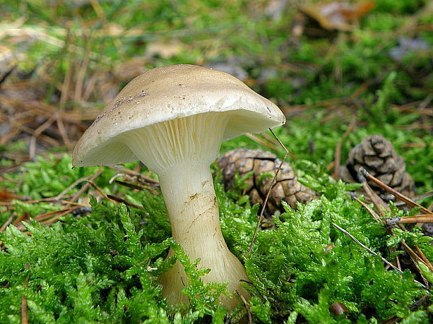 strmuľka kyjakovitá Ampulloclitocybe clavipes (Pers.) Redhead, Lutzoni, Moncalvo & Vilgalys