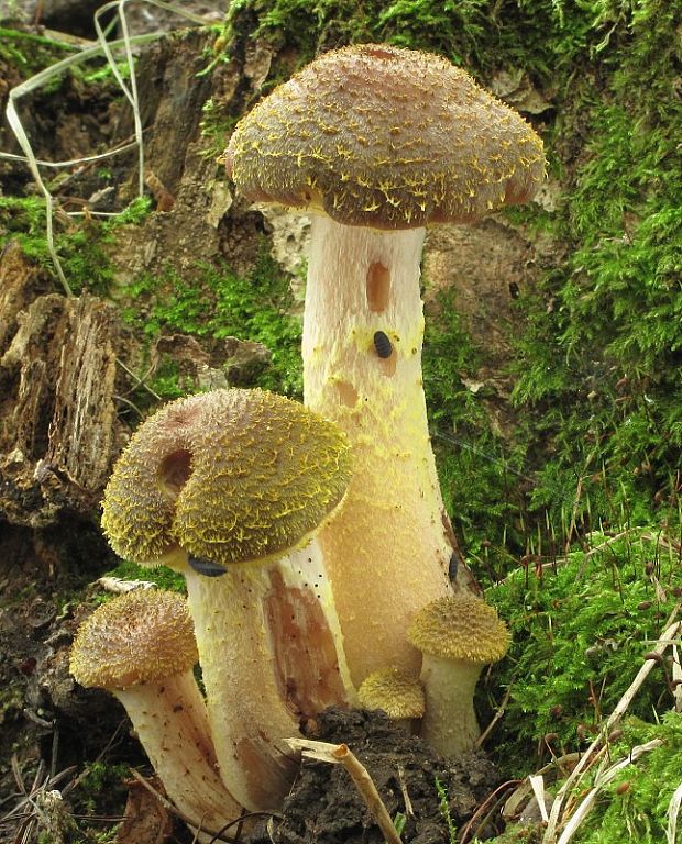 podpňovka obyčajná Armillaria mellea-václavka obecná (Vahl) P. Kumm.