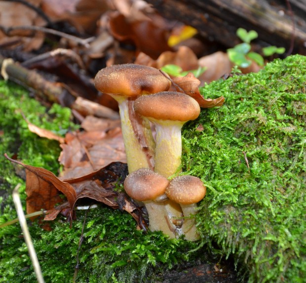 podpňovka obyčajná Armillaria mellea (Vahl) P. Kumm.