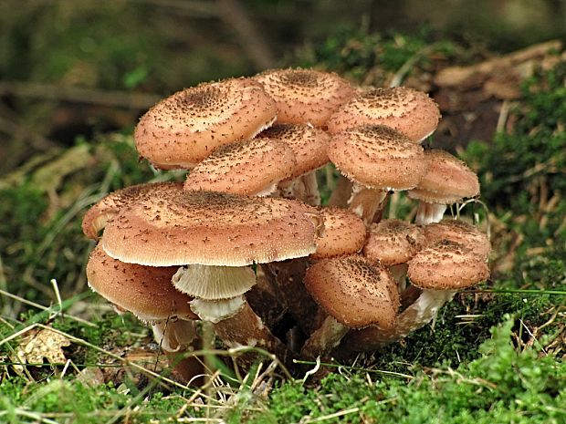 podpňovka-václavka Armillaria sp.