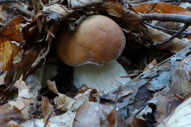 hríb smrekový Boletus edulis Bull.