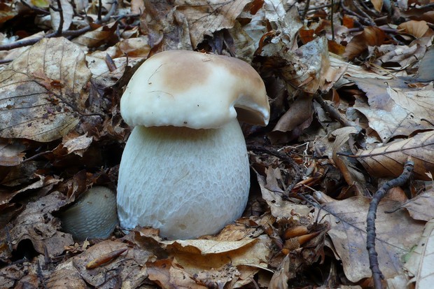 hríb smrekový Boletus edulis Bull.