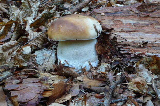 hríb smrekový Boletus edulis Bull.