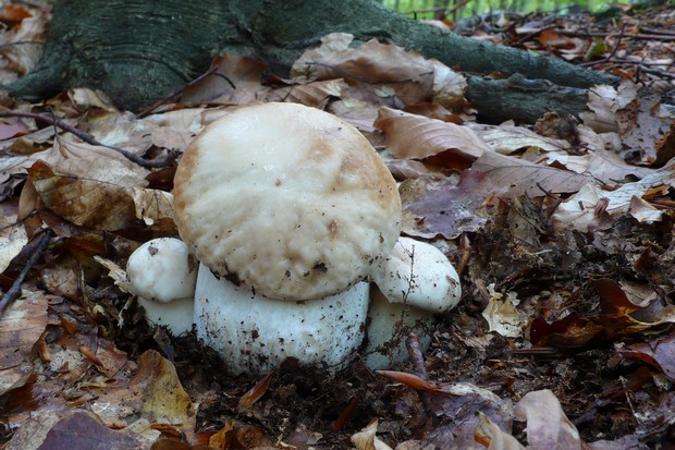 hríb smrekový Boletus edulis Bull.