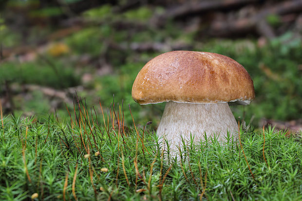 hríb smrekový Boletus edulis Bull.