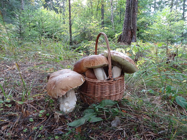 hríb smrekový Boletus edulis Bull.