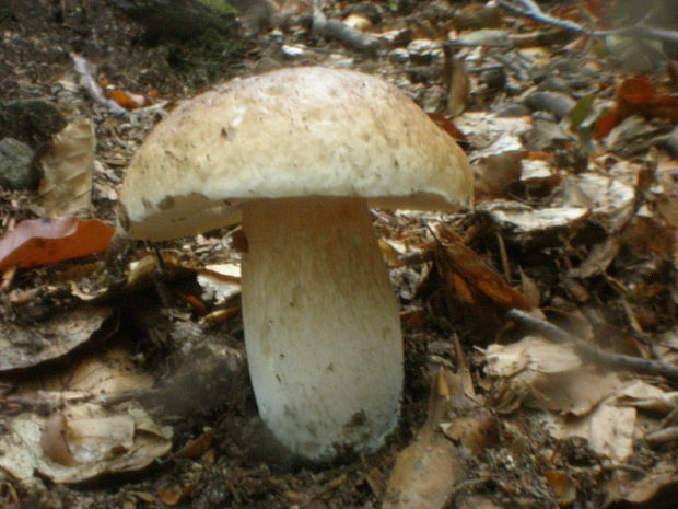 hríb smrekový Boletus edulis Bull.