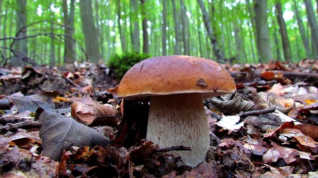 hríb smrekový Boletus edulis Bull.