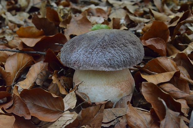 hríb sosnový Boletus pinophilus Pil. et Dermek in Pil.