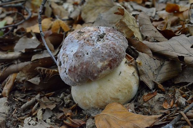 hríb sosnový Boletus pinophilus Pil. et Dermek in Pil.