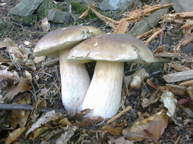 hríb dubový Boletus reticulatus Schaeff.