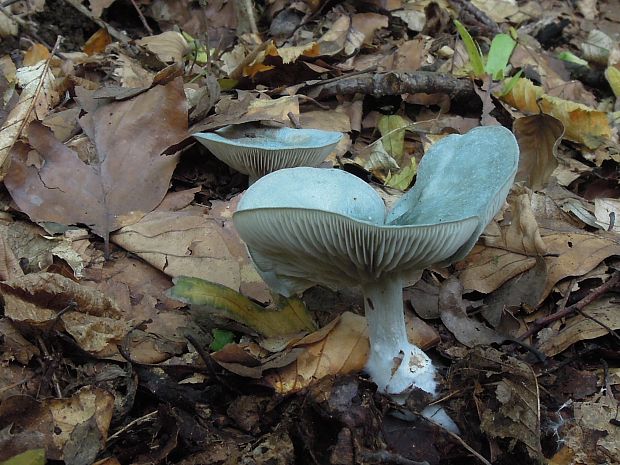 strmuľka anízová Clitocybe odora (Bull.) P. Kumm.