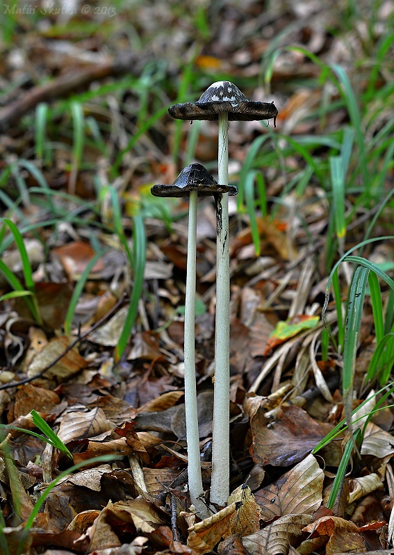 hnojník strakatý Coprinopsis picacea (Bull.) Redhead, Vilgalys & Moncalvo