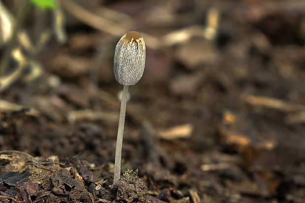 hnojník Coprinopsis sp.