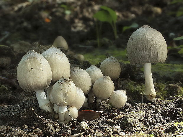 hnojník Coprinopsis sp.