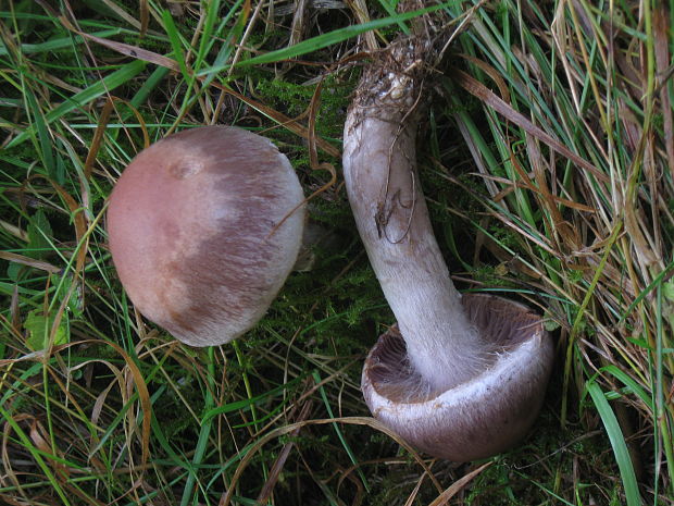 pavučinovec Cortinarius sp.