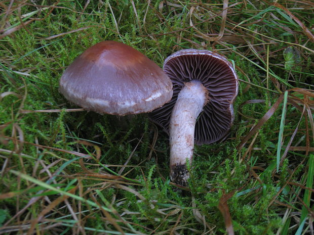 pavučinovec Cortinarius sp.