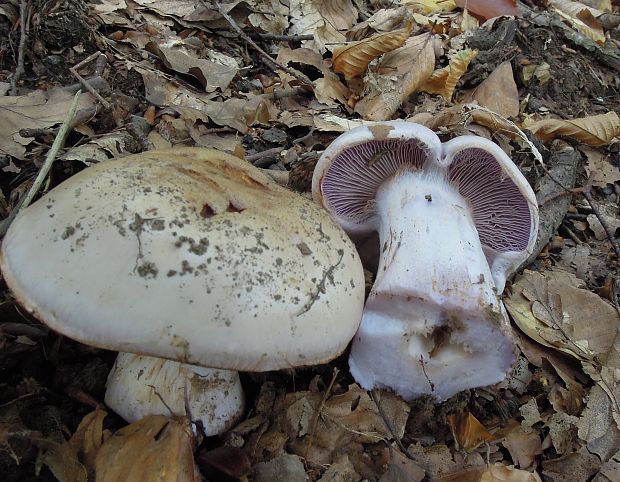 pavučinovec Cortinarius sp.