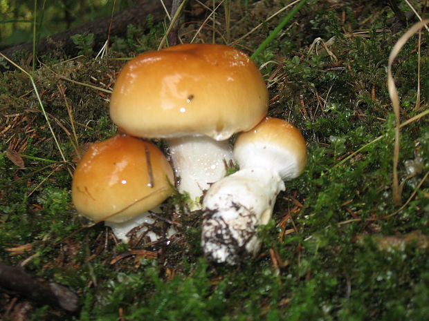 pavučinovec žemľový Cortinarius varius (Schaeff.) Fr.